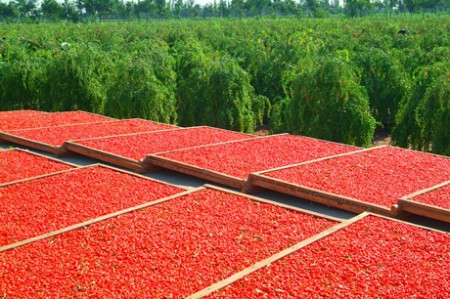 PLANTATIE GOJI SI METODA DE USCARE FRUCTE